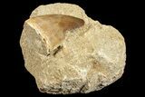 Mosasaur (Prognathodon) Tooth In Rock #70450-2